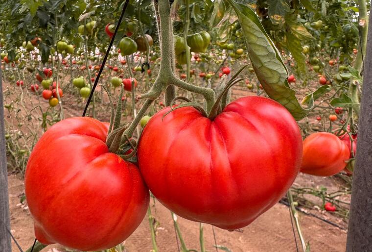 Yuksel Seeds expands its premium tomato portfolio with Amortoma