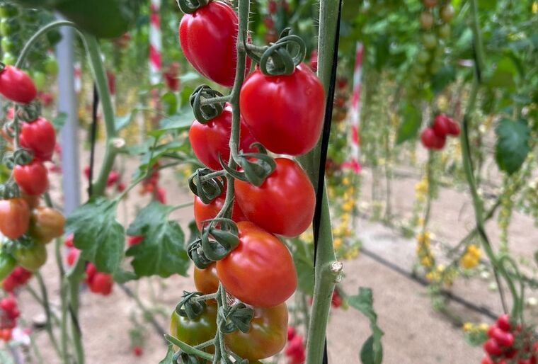 Pomeria, the new mini plum tomato with ToBRFV resistance