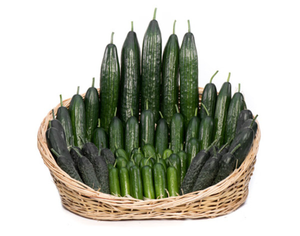 Cucumber