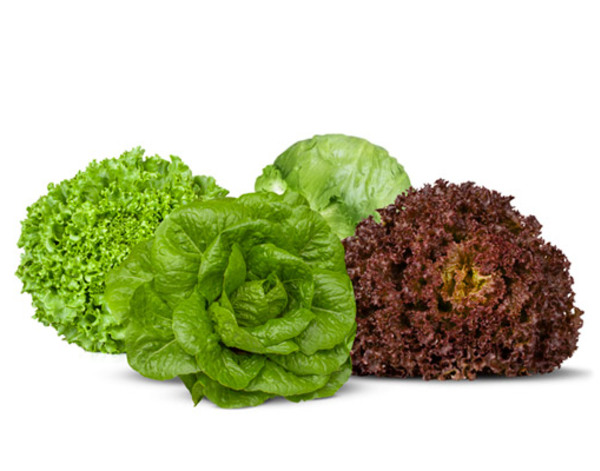 Lettuce