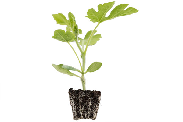 Rootstock