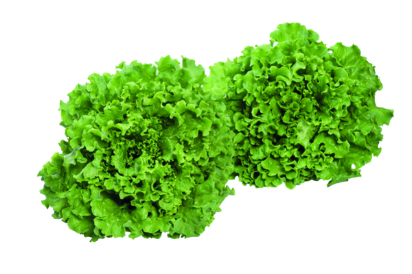 Lettuce