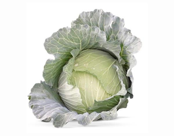 Cabbage