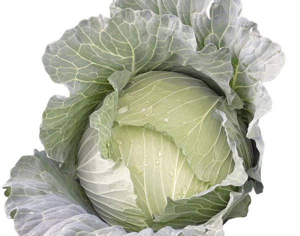Cabbage