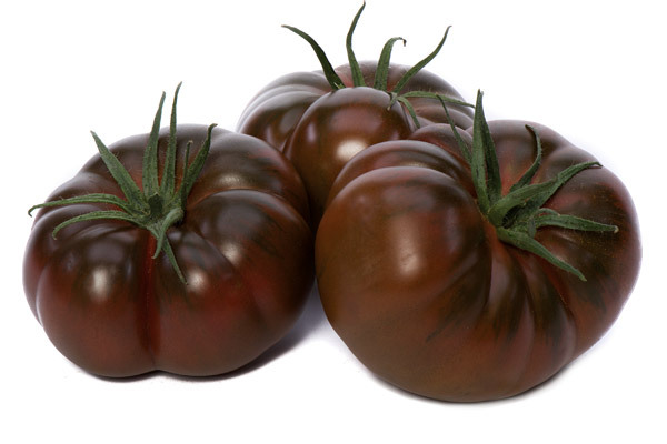 Bucanero