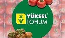 Yuksel Seeds and Lakeshore Veggie Growers sign Sweetloom Exclusive Agreement